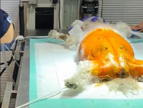 کلینیک دامپزشکی لاهیجان با تجهیزات مدرن و پیشرفته