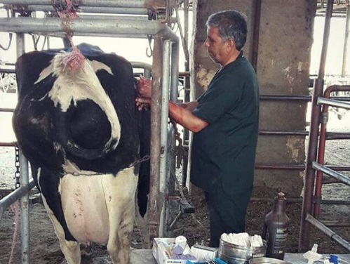 کلینیک دامپزشکی شبانه روزی یزد ( آبان ) | بیمارستان دامپزشکی آبان یزد