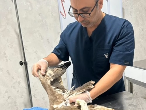 دکتر مسعود سلطانی دامپزشکی بروجرد