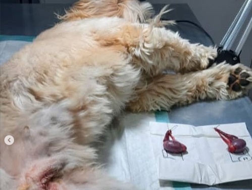 کلینیک دامپزشکی دکتر رازانی در بروجرد - دامپزشکی در بروجرد