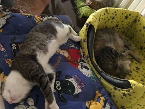 پانسیون گربه هپی در بابل  | پانسیون حیوانات در بابل