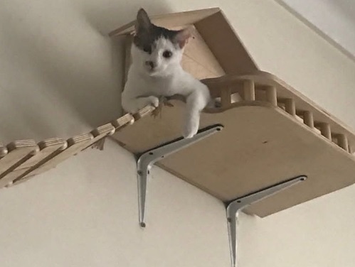 پانسیون گربه هپی در بابل  | پانسیون حیوانات در بابل