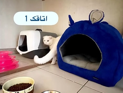 پانسیون گربه شیرازمیو در شیراز  |  پانیشون حیوانات 