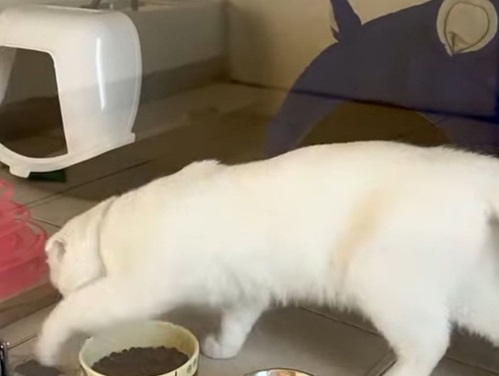 پانسیون گربه شیرازمیو در شیراز 