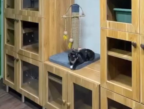 پت شاپ  و پانسیون حیوانات سیتی پت تهران اکباتان | پانسیون حیوانات جنوب تهران