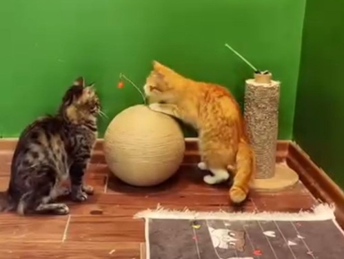 پت شاپ  و پانسیون حیوانات سیتی پت تهران اکباتان