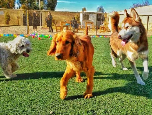 هتل پانسیون حیوانات خانگی سپینا یزد | پانسیون سگ یزد