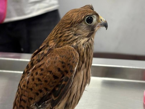 دکتر حمید امیراحمدی | دامپزشک اختصاصی پرندگان زینتی و اگزوتیک پت