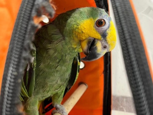 دکتر حمید امیراحمدی | دامپزشک اختصاصی پرندگان زینتی و اگزوتیک پت