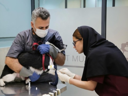 کلینیک دامپزشکی شبانه روزی پارسه در شهریار