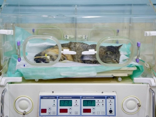 کلینیک دامپزشکی شبانه روزی پارسه در شهریار