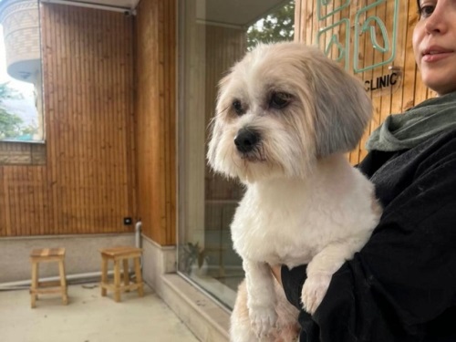 کلینیک دامپزشکی اطلس وت در شیراز