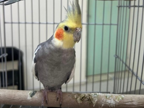 کلینیک دامپزشکی اطلس وت در شیراز