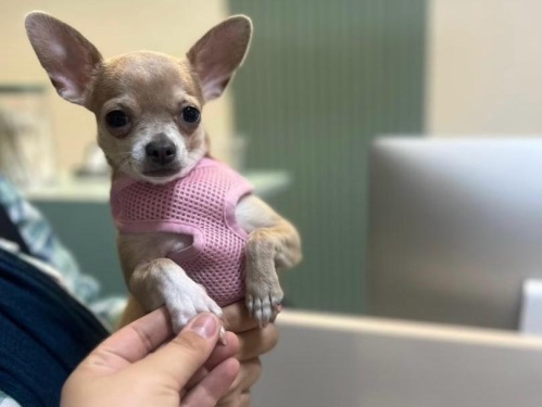 کلینیک دامپزشکی اطلس وت در شیراز