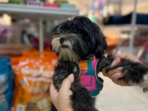 کلینیک دامپزشکی اطلس وت در شیراز