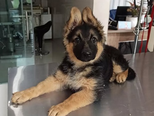 مجتمع دامپزشکی پاستور در رودسر گیلان | دامپزشکی و پت شاپ در رودسر