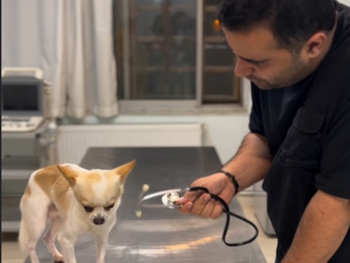 پت شاپ  و دامپزشکی پت هاوس خانه حیوانات رودسر گیلان | پت شاپ در رودسر