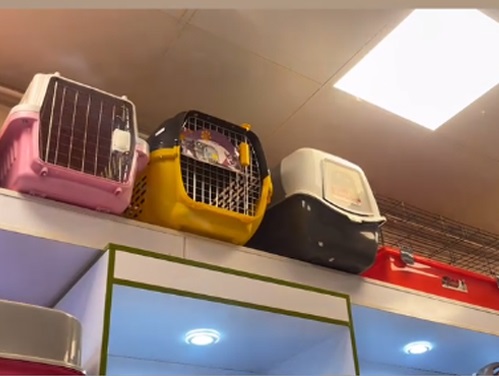 پت شاپ پت هاوس در رودسر ، پت شاپ در رودسر گیلان