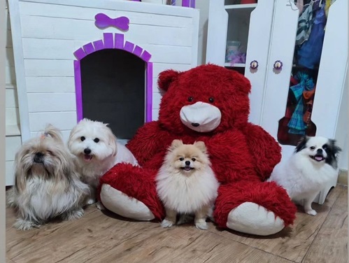 پانسیون حیوانات توت فرنگی در تهرانپارس غربی