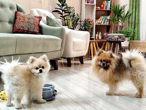 پانسیون حیوانات خانگی پارادایس در شیراز | پانسیون سگ شیراز