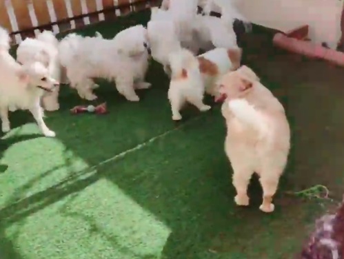 پانسیون حیوانات خانگی پارادایس در شیراز | پانسیون سگ شیراز