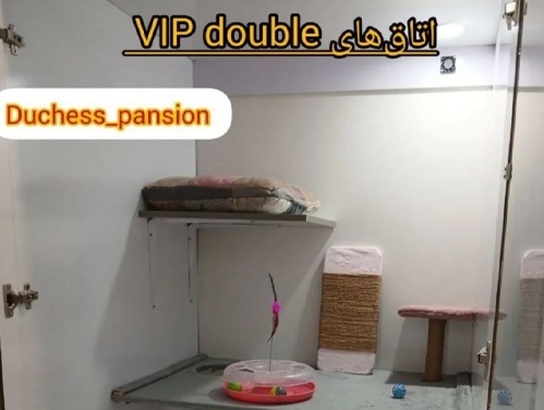 پانسیون گربه دوشس لواسان | پانسیون حیوانات 
