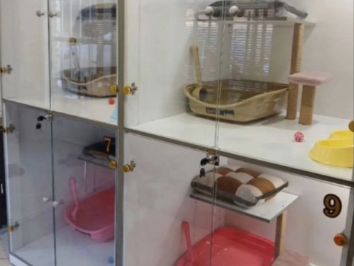 پانسیون گربه دوشس لواسان | پانسیون حیوانات 