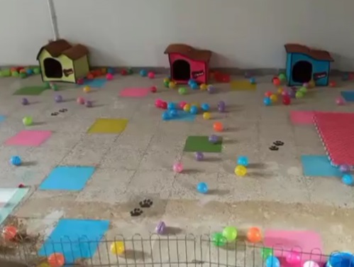 پانسیون سگ شیراز| پانسیون و داگ پارک سگ در شیراز فیدل و میو