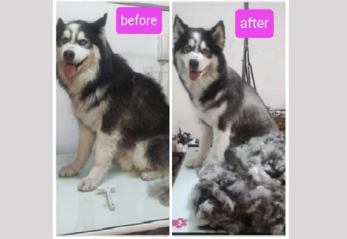 آرایشگاه حیوانات خانگی بلکی در انقلاب