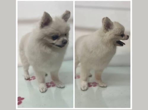 آرایشگاه حیوانات خانگی بلکی در انقلاب