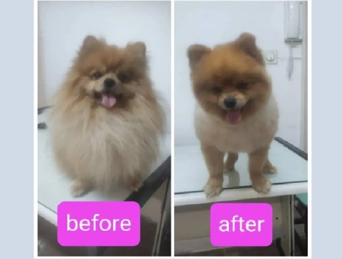 آرایشگاه حیوانات خانگی بلکی در انقلاب