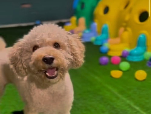 پانسیون و مهد حیوانات خانگی پودی پت در نارمک