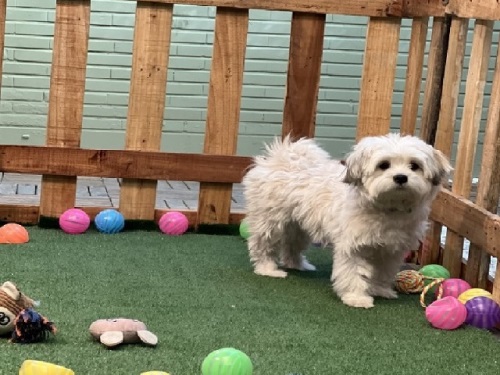 پانسیون و مهد حیوانات خانگی پودی پت در نارمک