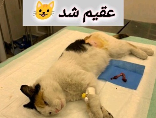 پناهگاه حیوانات امید شیراز | پانسیون حیوانات شیراز