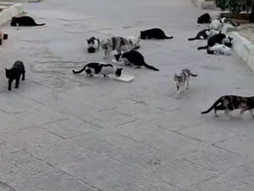 پانسیون حیوانات در شیراز | پناهگاه حیوانات امید شیراز