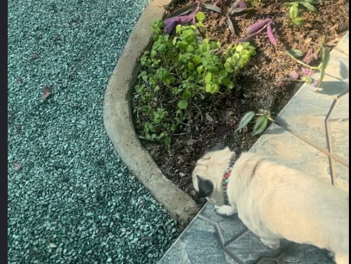 هتل پانسیون خانه امن در شیراز | پانسیون حیوانات شیراز