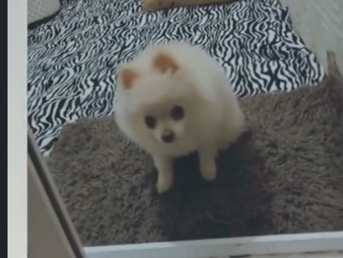 هتل پانسیون خانه امن در شیراز| پانسیون سگ شیراز 