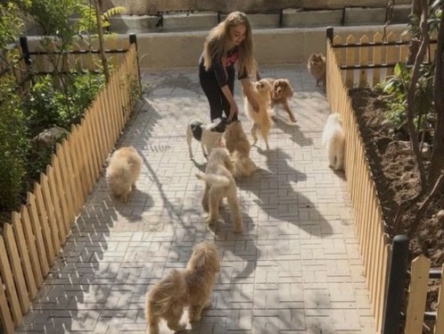 هتل پانسیون حیوانات (سگ و گربه) پاستیل در سئول