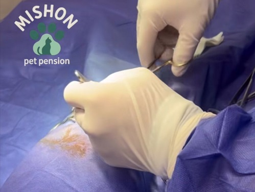 پانسیون حیوانات شهران | پانسیون درمانی گربه میشون در شهران 