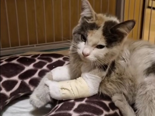 پانسیون گربه شهران | پانسیون درمانی گربه میشون در شهران 