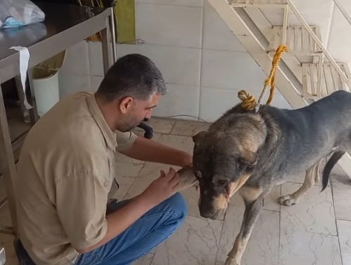 دامپزشکی در کرج | کلینیک دامپزشکی مرکزی مارلیک