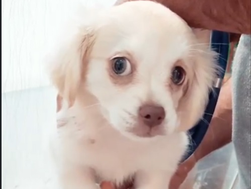 کلینیک دامپزشکی آبان در فردیس و ملارد | پت شاپ ملارد کرج 