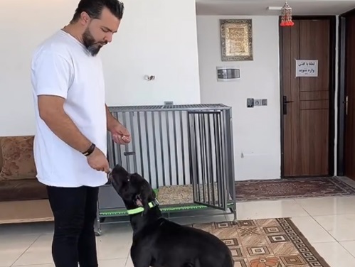 مربی سگ در اصفهان - آموزش به سگها در اصفهان حمید سلطانی 