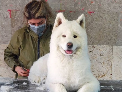 آرایشگر حیوانات همدان | شیوا داودی 