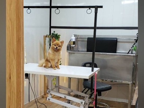 آرایشگاه حیوانات همدان | شیوا داودی 