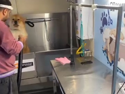 پت شاپ و آرایشگاه پت سوییتی در همدان | آرایشگاه حیوانات در همدان