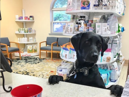 پت شاپ همدان | داروخانه دامپزشکی سینا در همدان