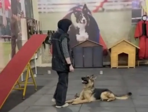 پانسیون نگهداری و آموزش سگ پارتاک در اصفهان