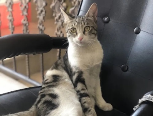 لینیک دامپزشکی و پت شاپ شوکا در آمل