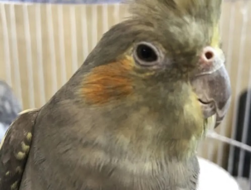 لینیک دامپزشکی و پت شاپ شوکا در آمل